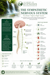 Sympathetic Nervous System 